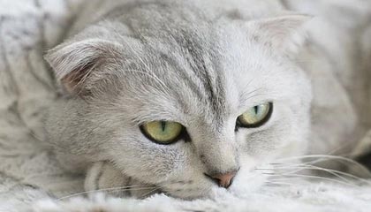 羽毛球女双半决赛，中国组合鏖战三局艰难晋级，女子羽毛球双打半决赛名单